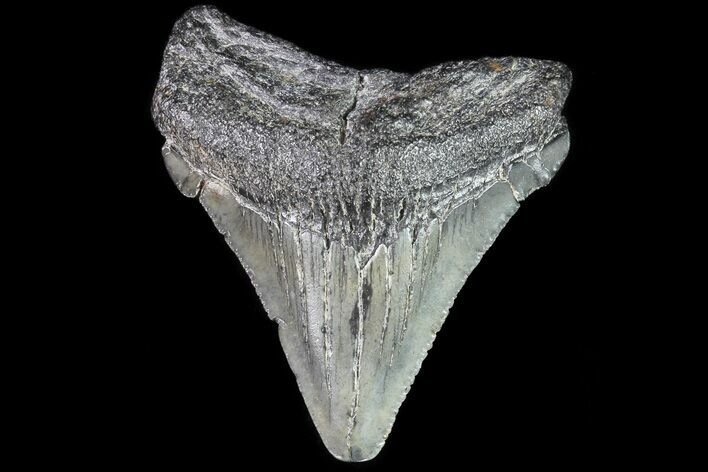 Juvenile Megalodon Tooth - Georgia #83633